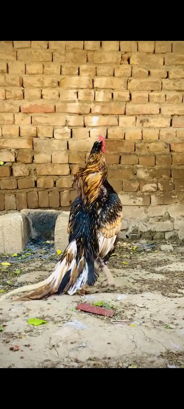 2 Aseel Females high quality — photo 12