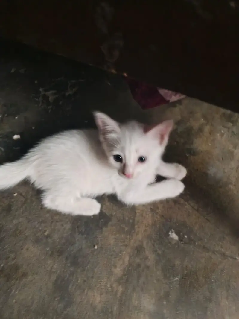 male ak ha or Baki female ha — photo 3