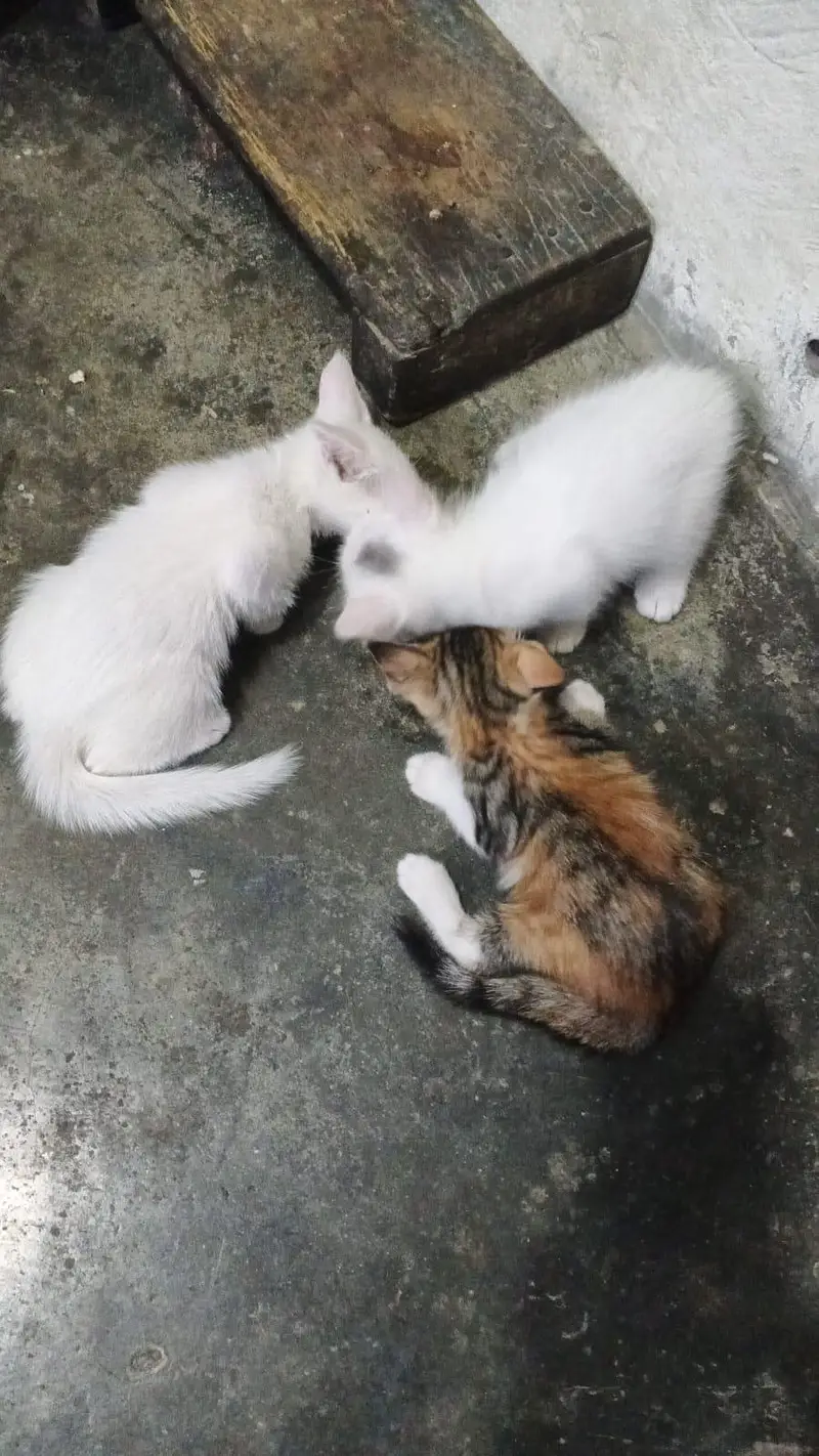 male ak ha or Baki female ha — photo 4