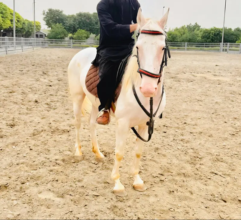5 Year Olld Nukri Ghori - Best for Breeding and Riding — photo 2