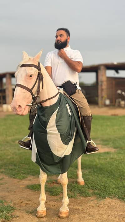 5 Year Olld Nukri Ghori - Best for Breeding and Riding