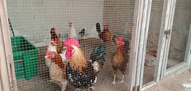 Golden misri murgia for sell