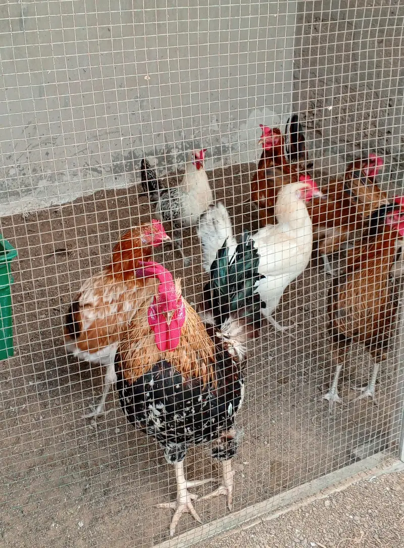 Golden misri murgia for sell — photo 2