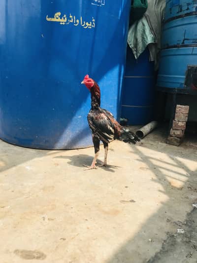 Aseel all kinds for sale Thai shamo