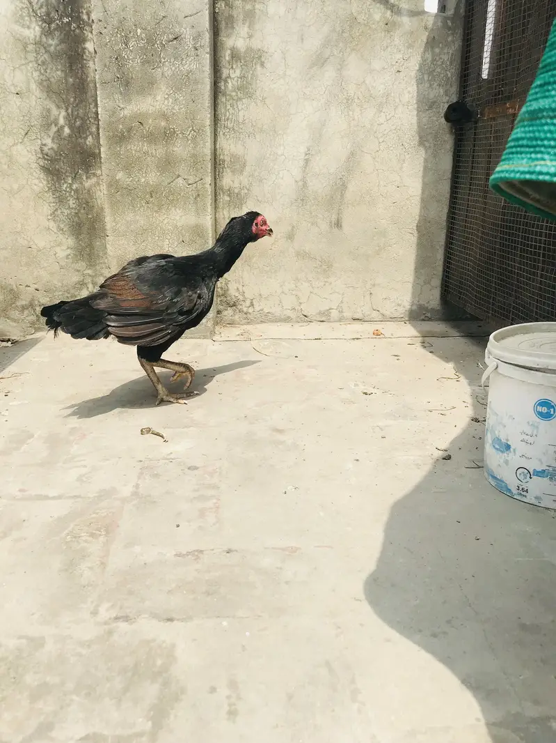 Aseel all kinds for sale Thai shamo — photo 2