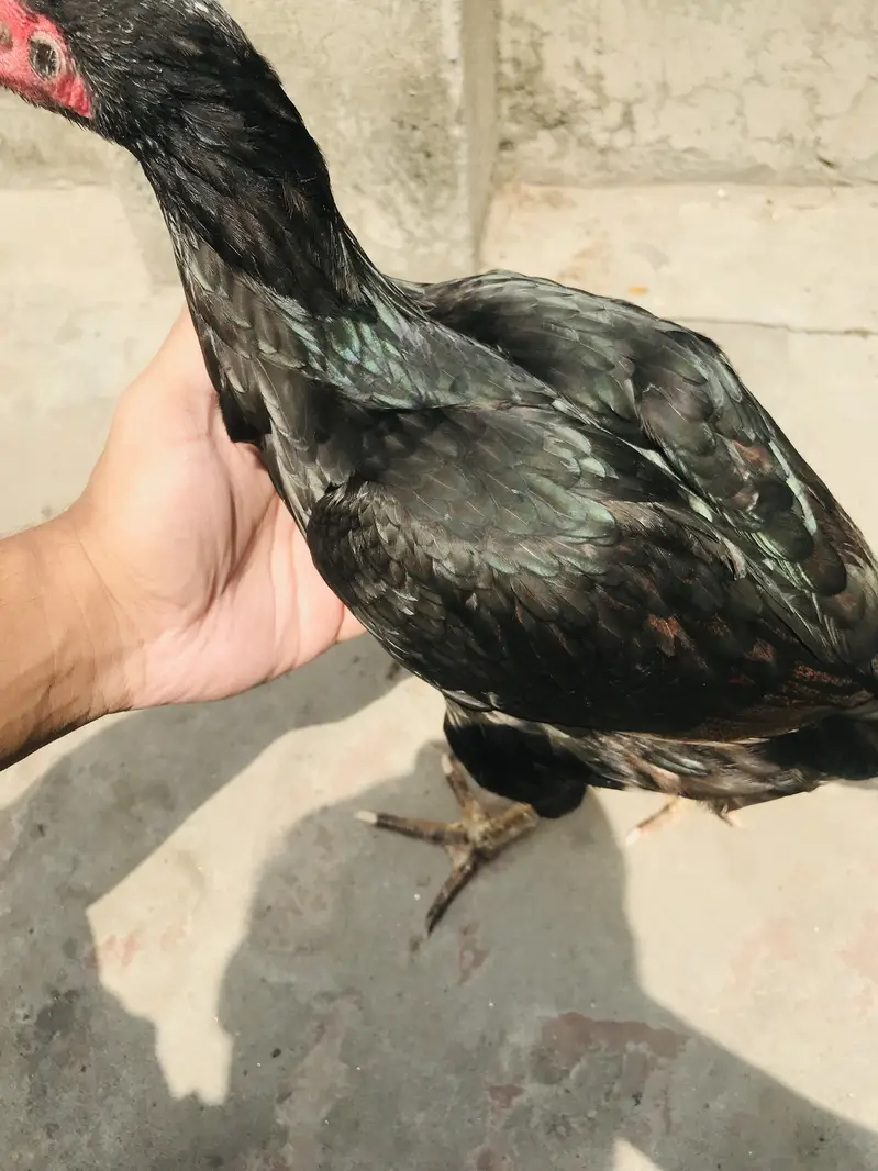 Aseel all kinds for sale Thai shamo — photo 3