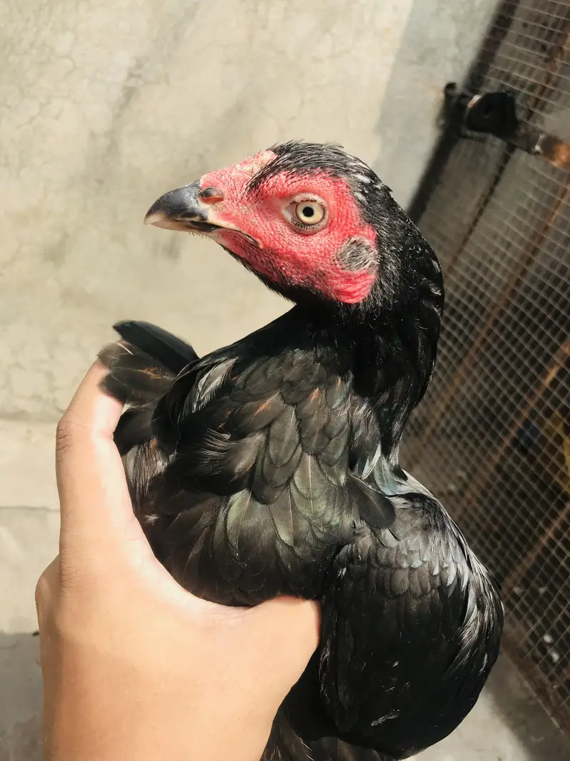 Aseel all kinds for sale Thai shamo — photo 4