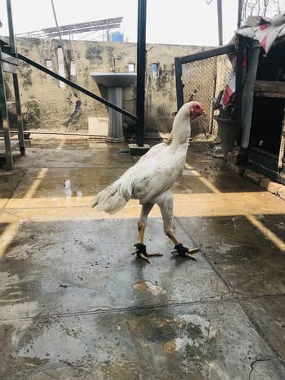 Aseel all kinds for sale Thai shamo