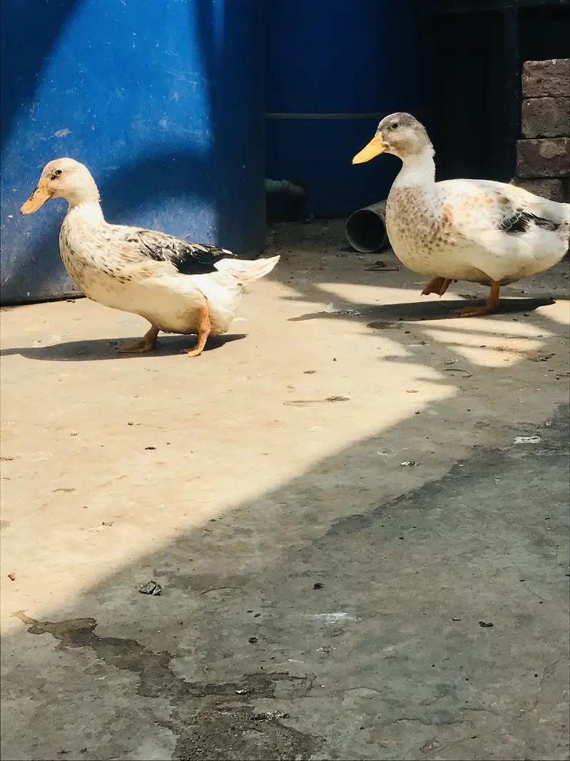 Aseel all kinds for sale Thai shamo — photo 9