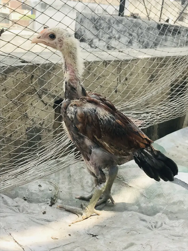 Aseel all kinds for sale Thai shamo — photo 10