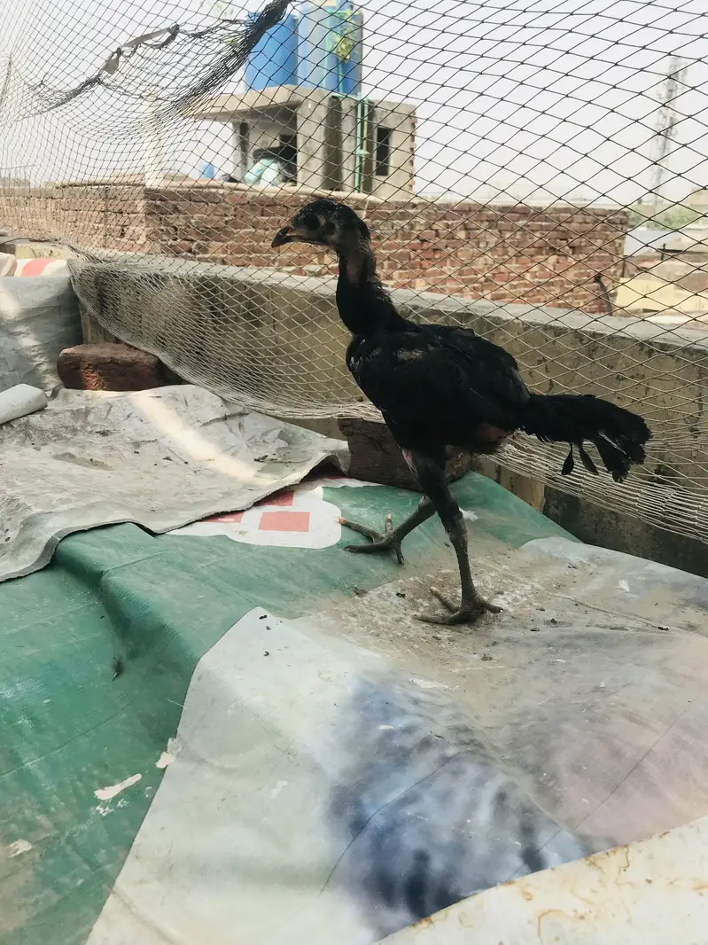 Aseel all kinds for sale Thai shamo — photo 11