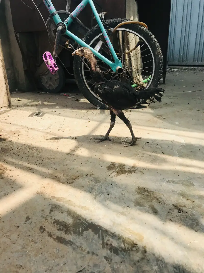 Aseel all kinds for sale Thai shamo — photo 12