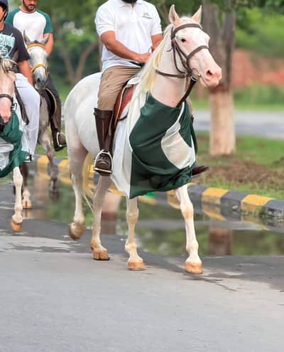 5 Year Olld Nukri Ghori - Best for Breeding and Riding