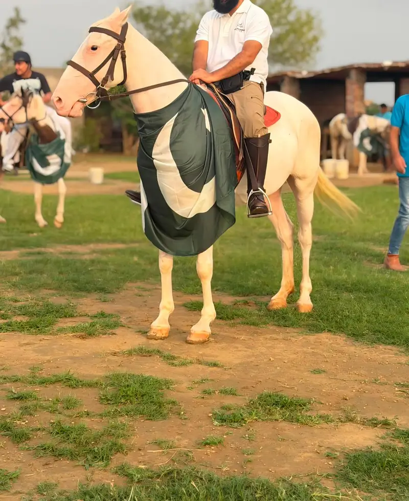 5 Year Olld Nukri Ghori - Best for Breeding and Riding — photo 3