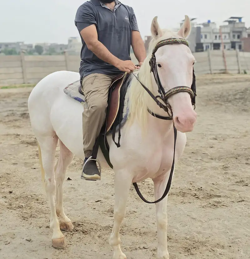 5 Year Olld Nukri Ghori - Best for Breeding and Riding — photo 4