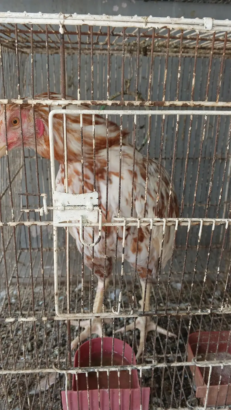 Aseel for sale — photo 4