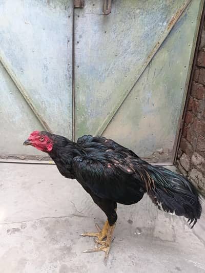 aseel lasani thai croos