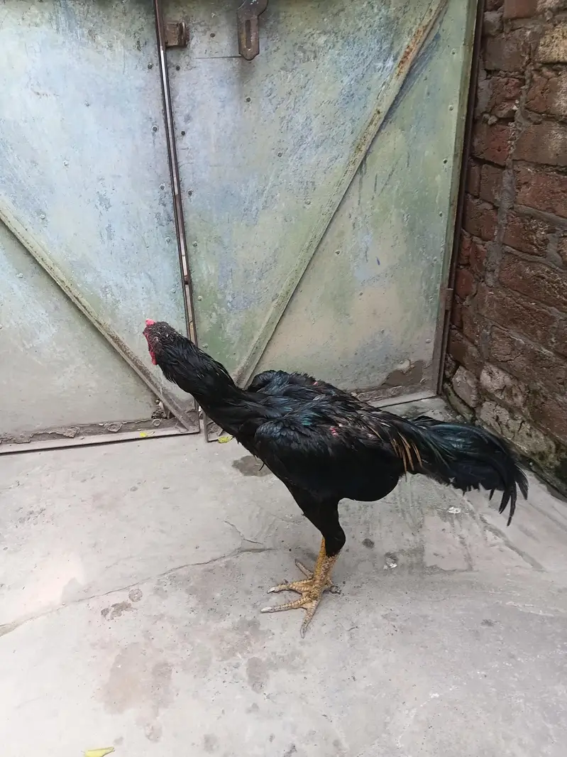 aseel lasani thai croos — photo 2