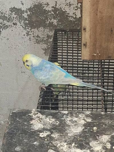 Rainbow Budgies