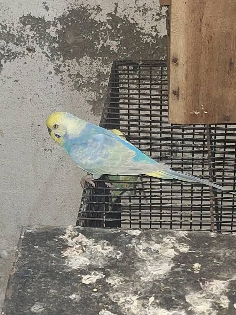 Rainbow Budgies 0