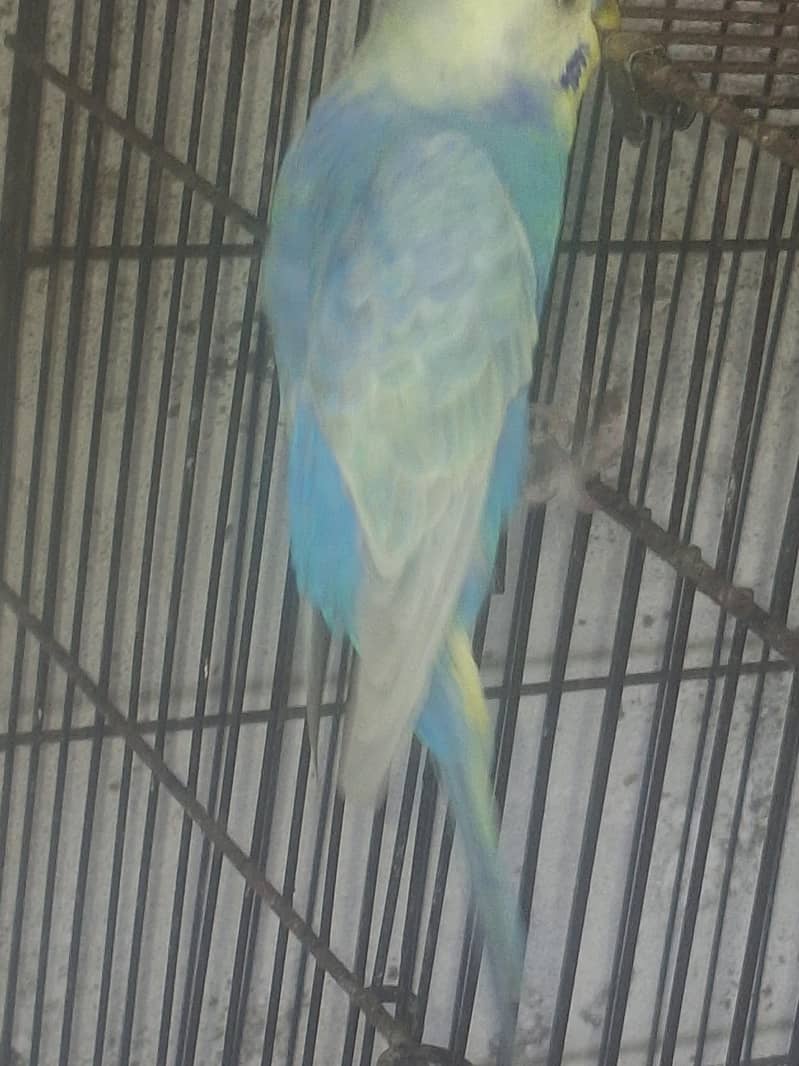 Rainbow Budgies 1