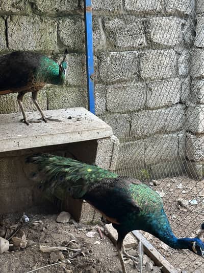 Peacock Pair For Sale