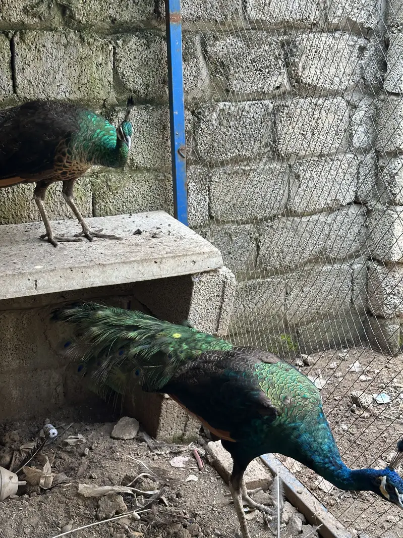 Peacock Pair For Sale
