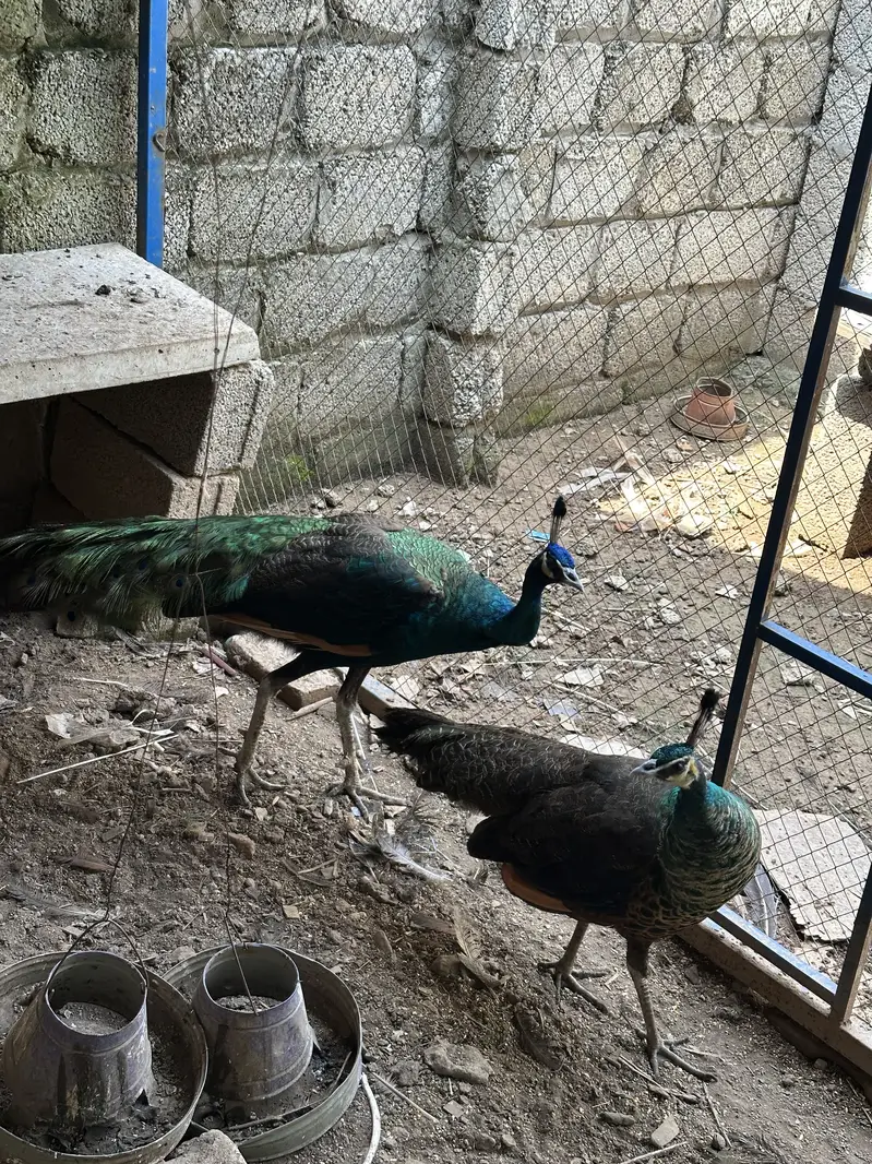 Peacock Pair For Sale — photo 2