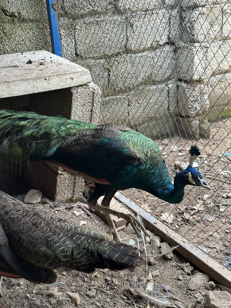 Peacock Pair For Sale — photo 3