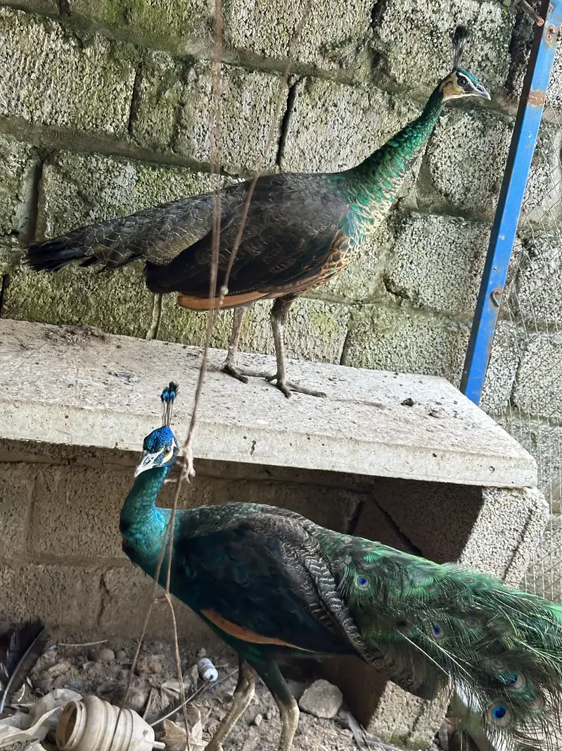 Peacock Pair For Sale — photo 4
