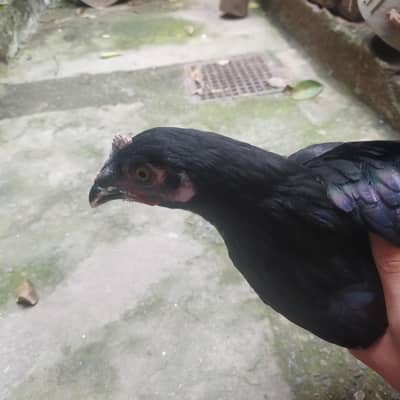 8 Australorp Chickens at reasonable price for sale