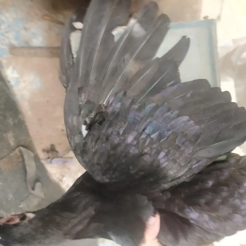 8 Australorp Chickens at reasonable price for sale — photo 2