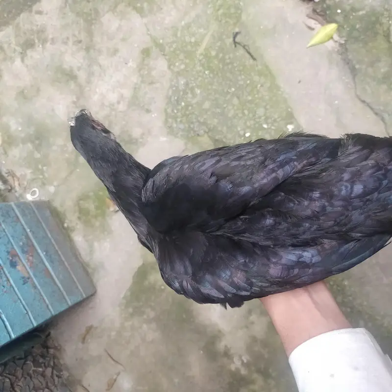 8 Australorp Chickens at reasonable price for sale — photo 3