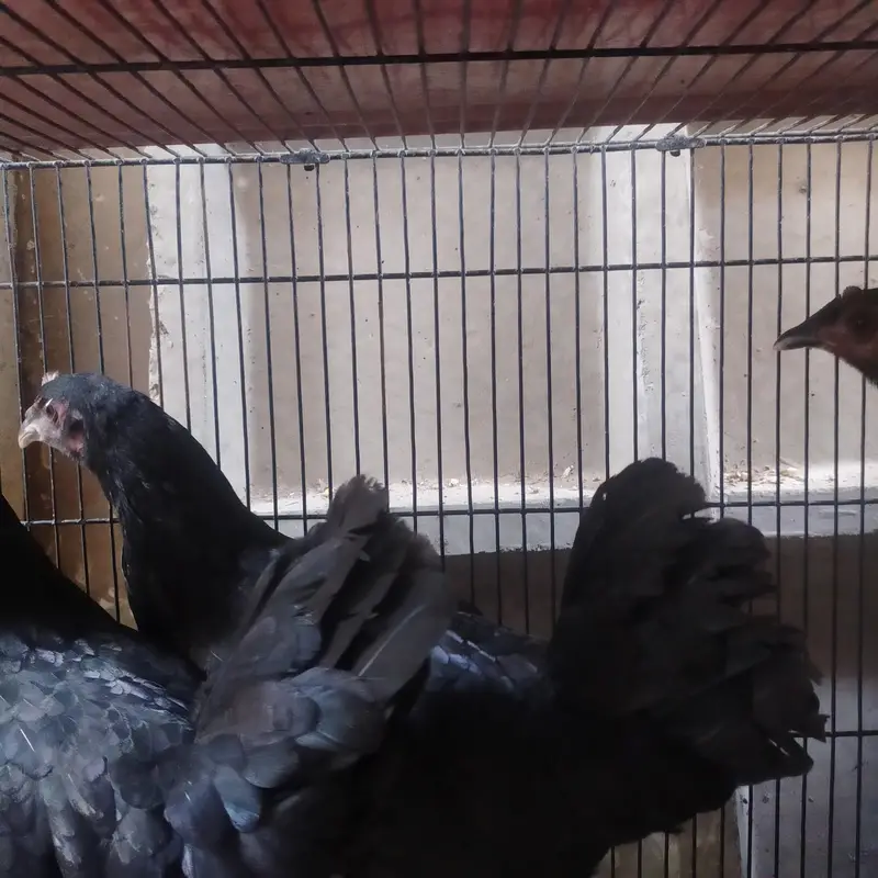 8 Australorp Chickens at reasonable price for sale — photo 5