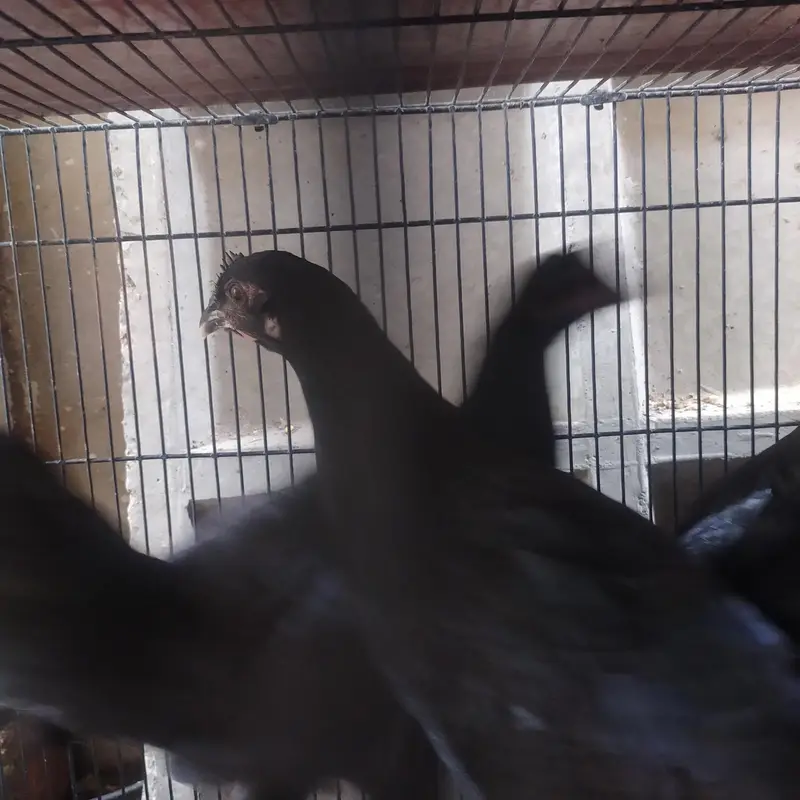 8 Australorp Chickens at reasonable price for sale — photo 6