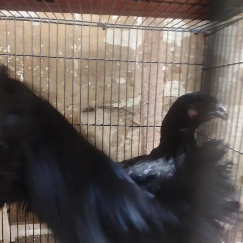 8 Australorp Chickens at reasonable price for sale — photo 7