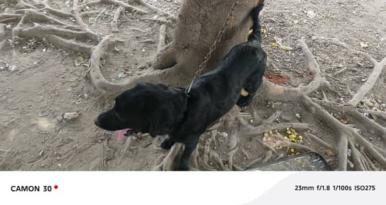 Trained Labradore female