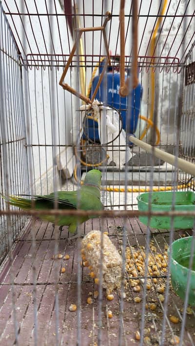 Green parrot