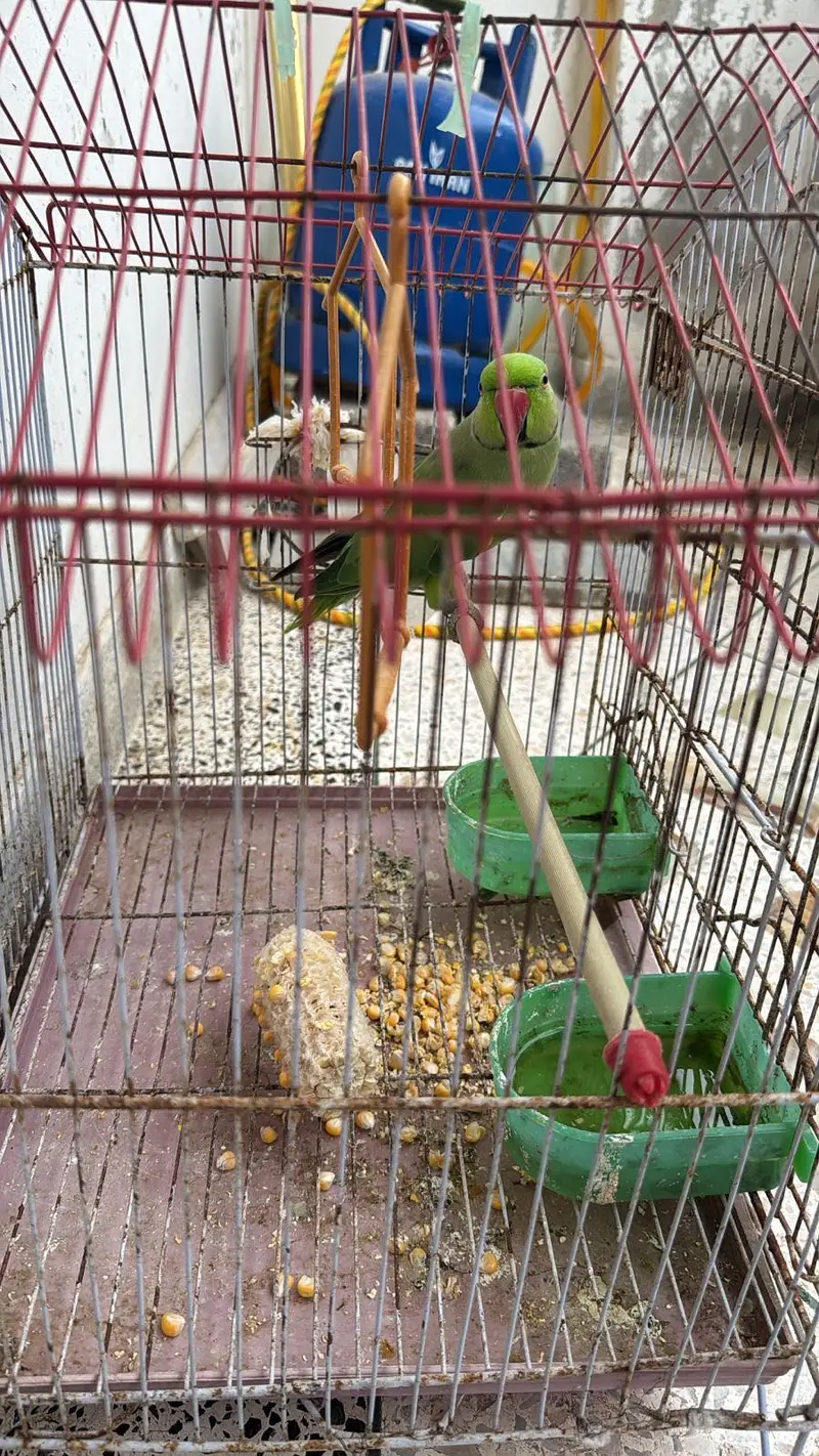 Green parrot — photo 2