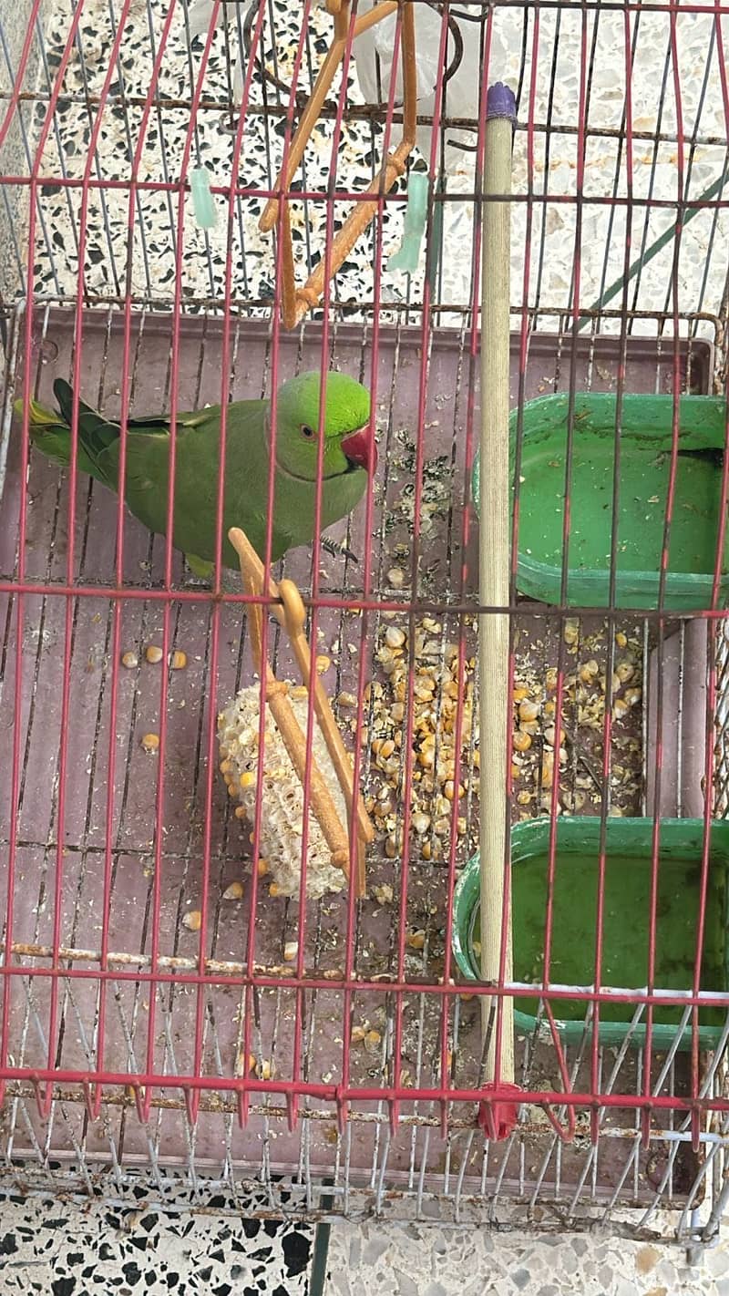 Green parrot 2