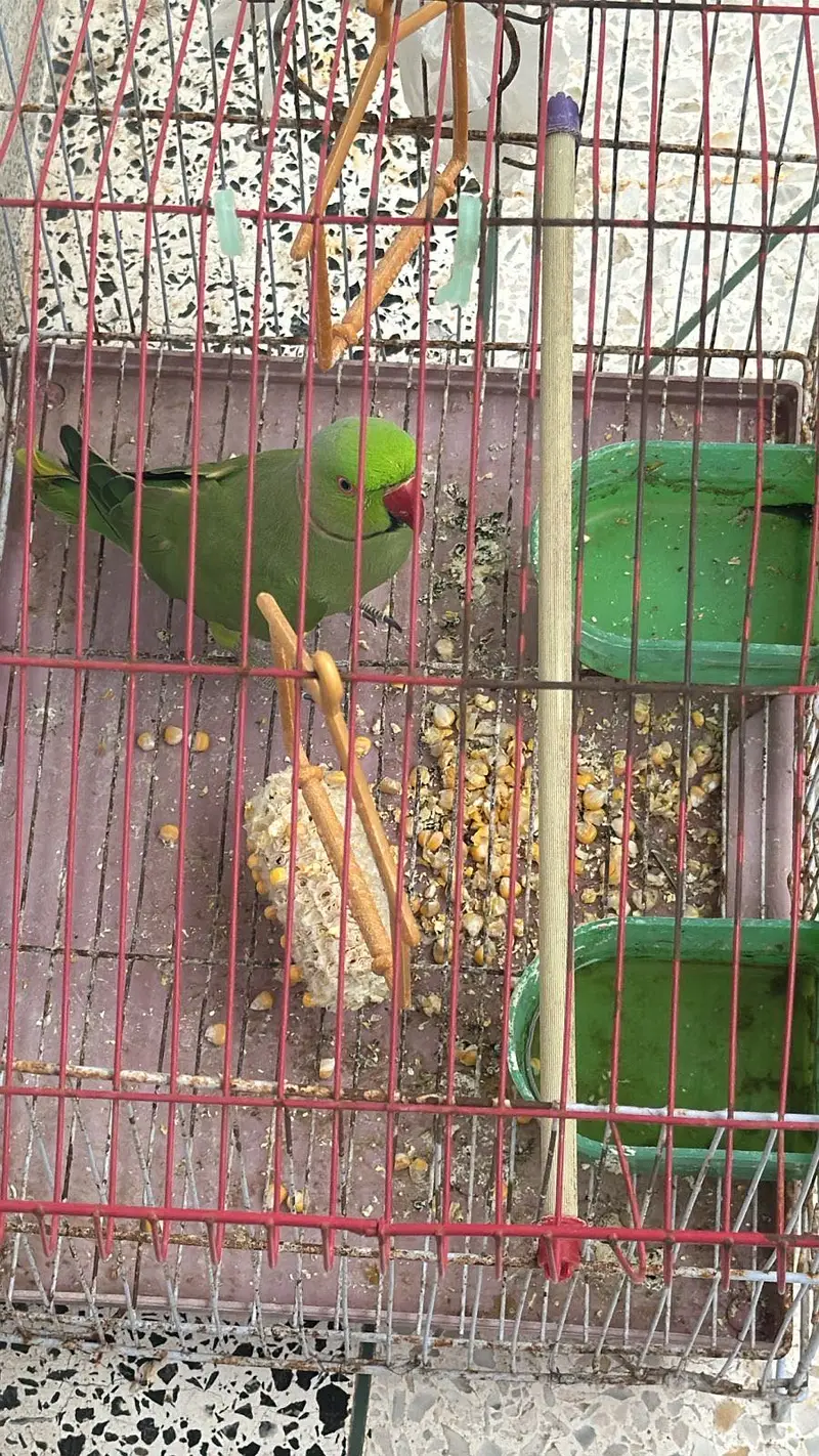 Green parrot — photo 3