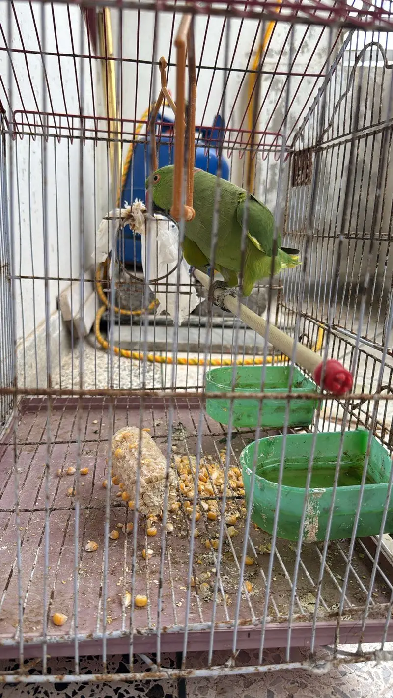 Green parrot — photo 4