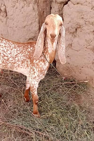 desi Bakra for Sale