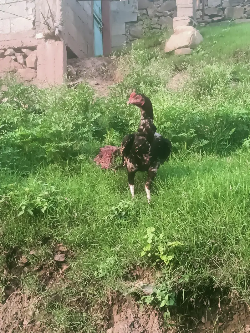 lahka aseel — photo 3