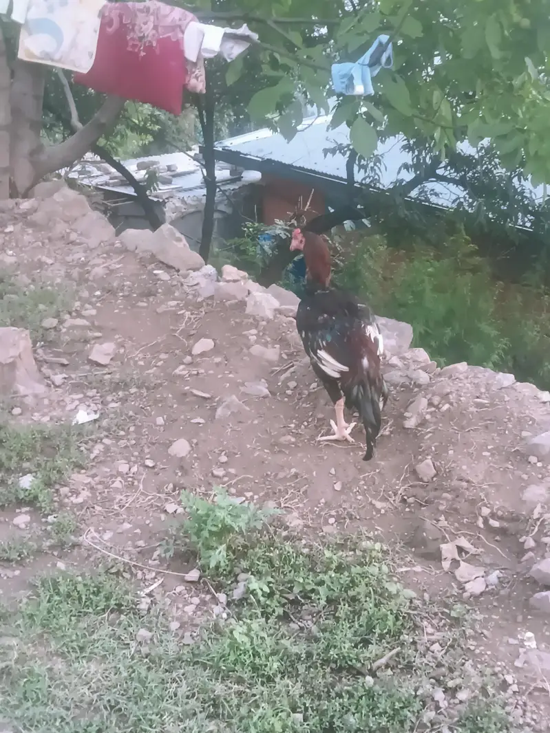 lahka aseel — photo 4