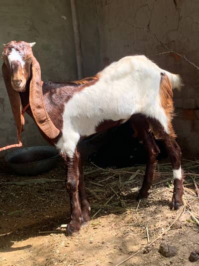 Goats bakria