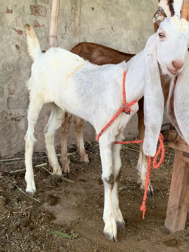 Goats bakria — photo 2