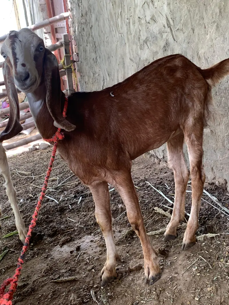 Goats bakria — photo 3