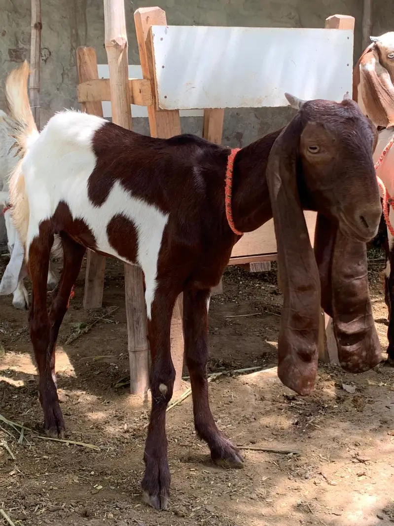 Goats bakria — photo 4