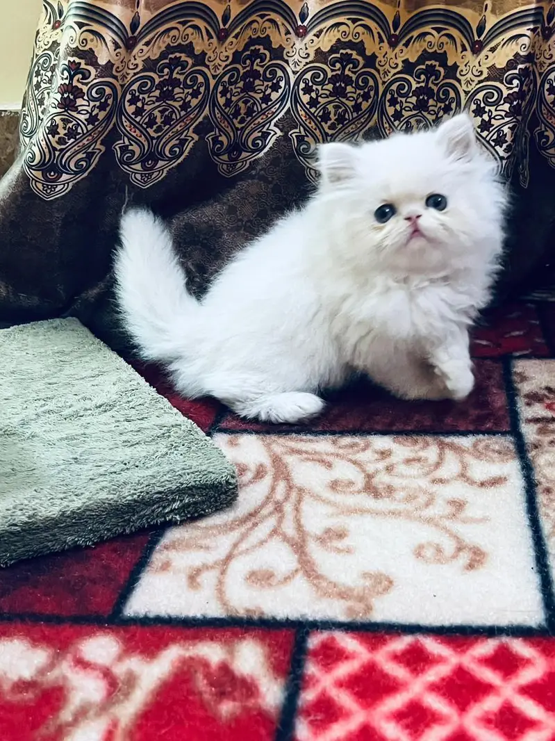 Persian kittens whstp. //0370 ///4602310 — photo 3